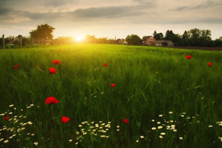 Poppies an daisy flowers on the summer wheat field sunset
