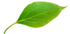 green leaf 600x309 green leaf 600x309