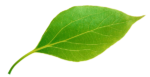 green leaf 600x309