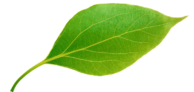 green leaf 600x309