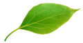 green leaf 600x309