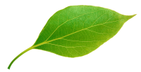 green leaf 600x309